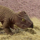 Illustration for article titled 30 Real Animals with Science Fiction Names